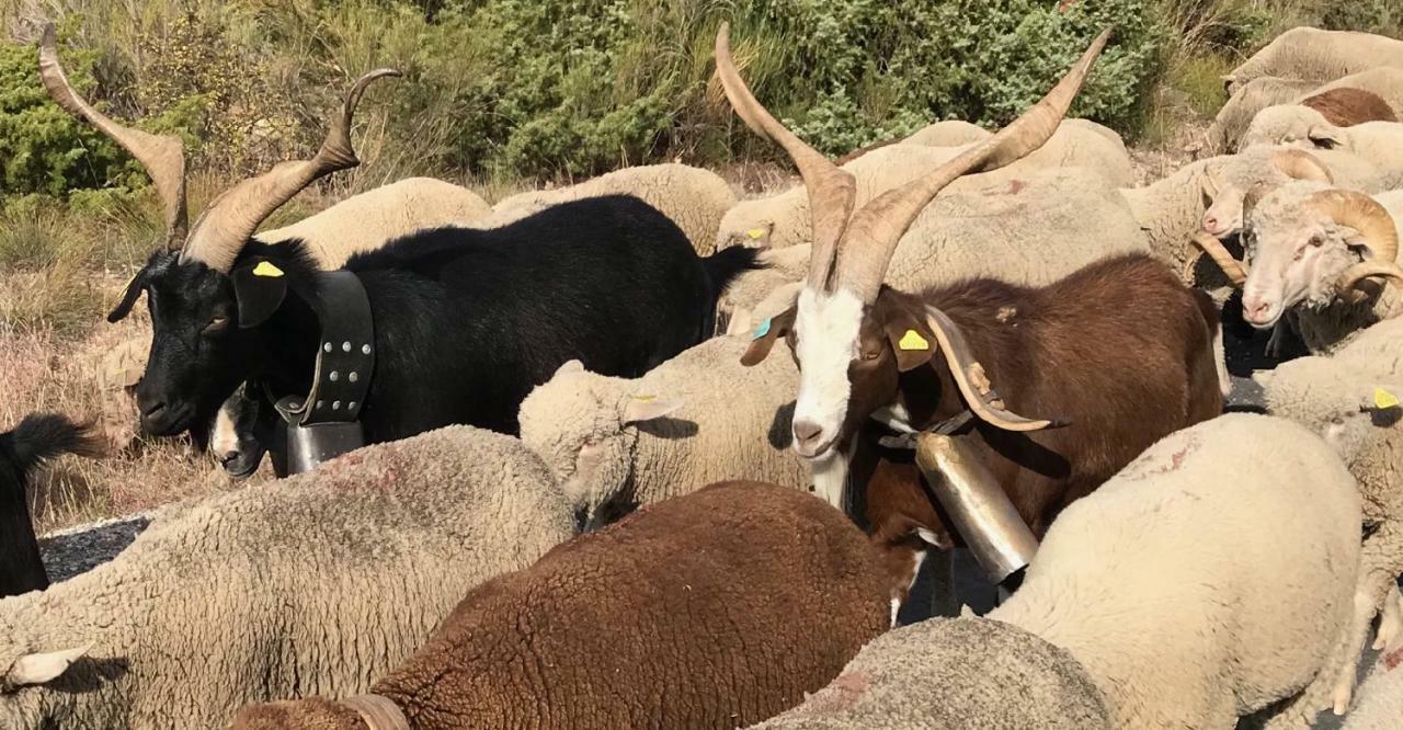 La Rabasse De Gallinette Aups Dış mekan fotoğraf